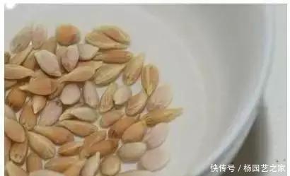 发芽的胡萝卜,吃剩的水果核都别扔,一周让家里长满绿植