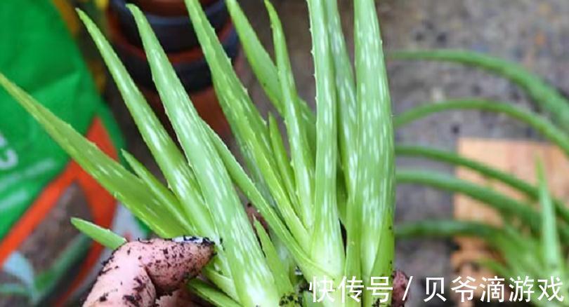 该怎么种植“家庭小药箱”芦荟?多注意4点,茎叶肥美多汁
