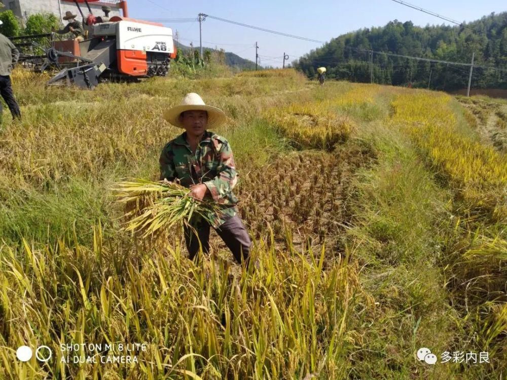 生态|喝着山泉水长大的内良高山稻米，认识一下