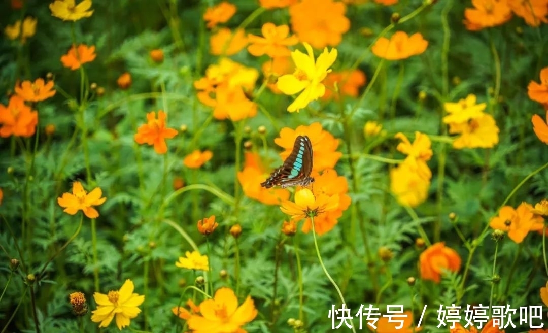 宁波城区|抓住机会！这可能是宁波城区今年的最后一片花海！