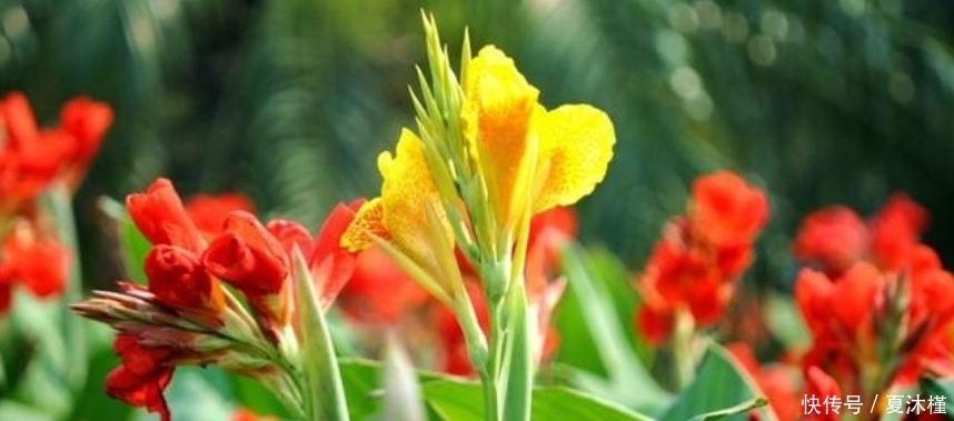 最受欢迎的4种花,浇点水就疯长,越晒开花越多,家里变花海!