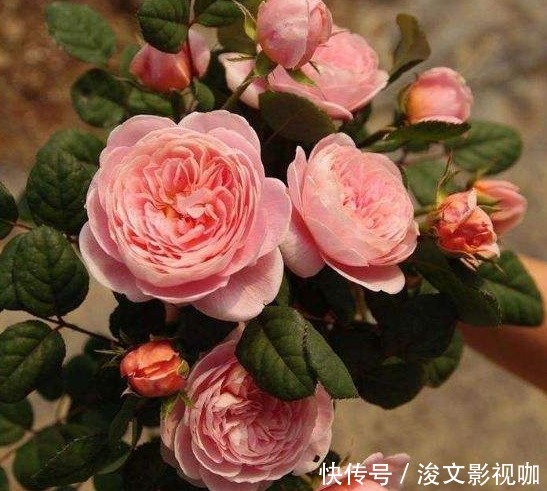 盆栽|“月季花”虽好看,但日常浇水、施肥和除虫,却一步也不能少