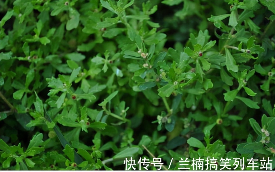 老农民们|农村路边随处可见的野草,不起眼却对鼻炎有奇效,都认识下