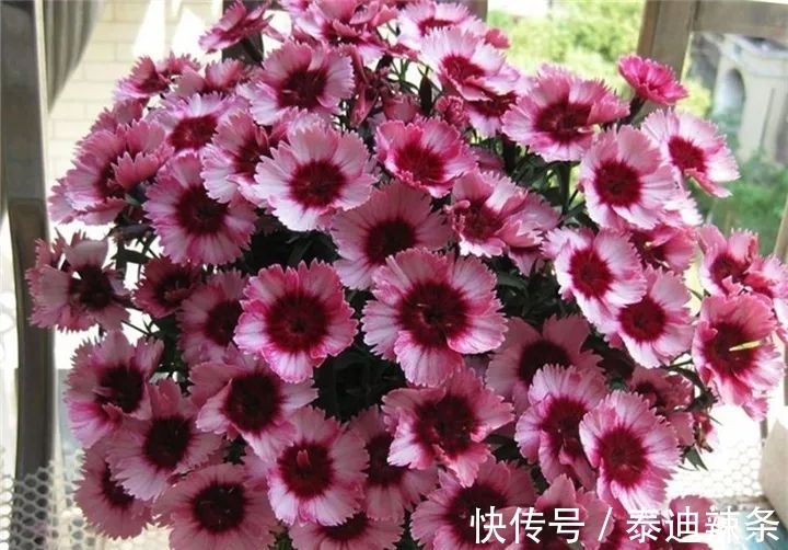 防盗窗养这5盆花,开花多、花期长,邻居看了都眼红