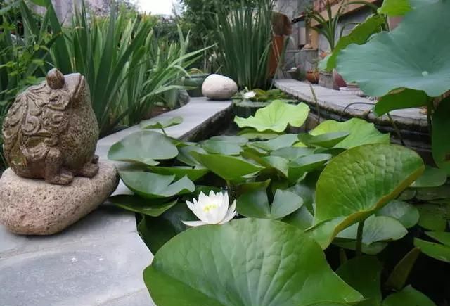 院子里的荷花鱼池，种这些绿植无需过滤又美观