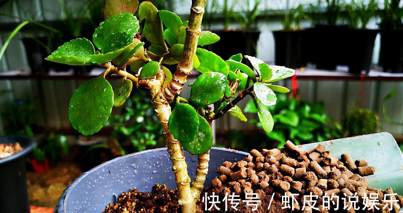 寿命长的“3种花”,最喜欢用小盆栽种,盆越“小”长得越好