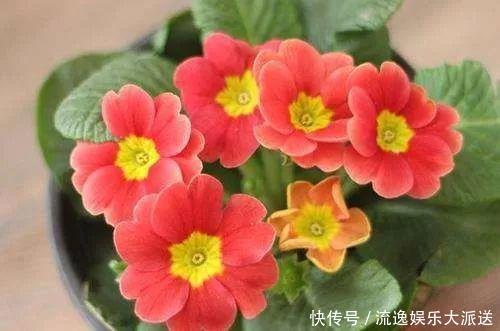 香草类|立夏后养花,别偷懒做好这3件事,长的快不生虫!