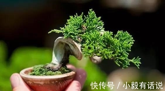 微型盆景越来越受欢迎，这里是它们的“集中营”，都是你想知道的