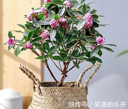 瑞香花秋季管理，做好2点开花翻倍