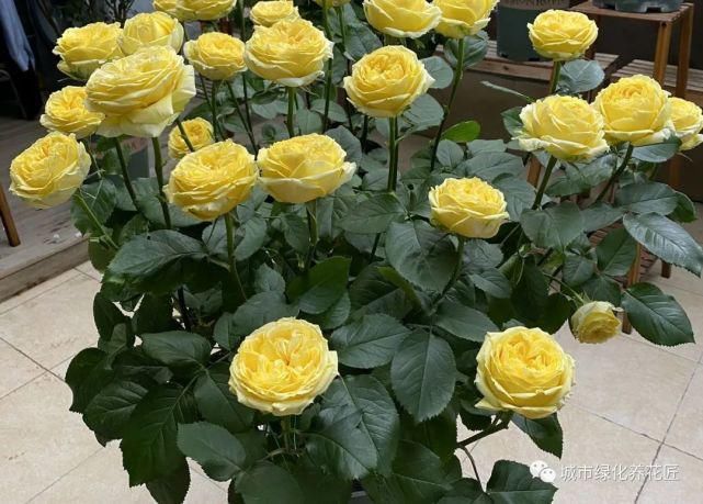 遮阴网|月季花的叶片发黄脱落，嫩芽没焦枯，枝条也没问题，想知道原因