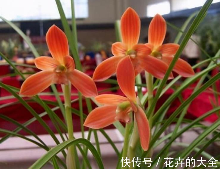 打理|窗台盆栽养国兰小技巧：这2方面到位，打理省心又效果好