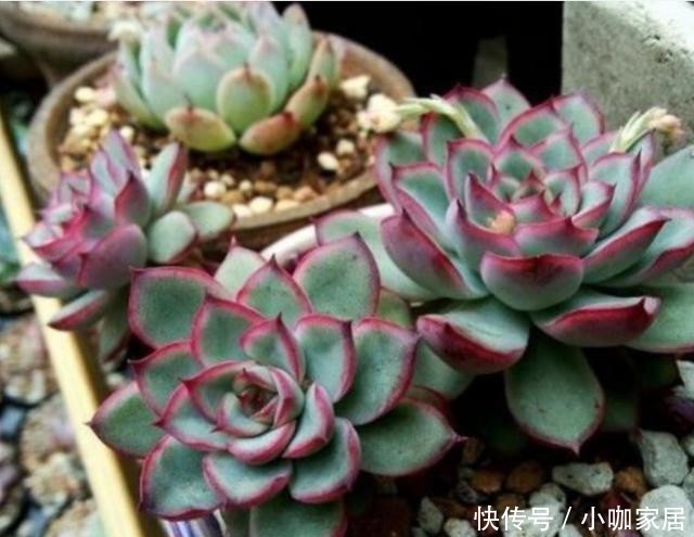 天冷温差大,多肉花月夜叶缘为什么不红?掌握3个方法叶边红起来