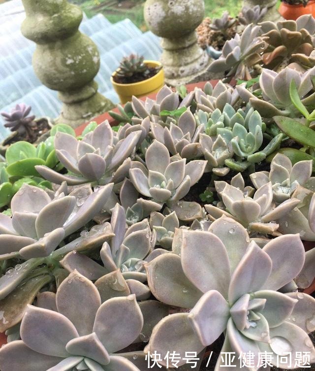 多肉徒长的“3个秘密”，这3点“不要做”，不徒长，不摊大饼！