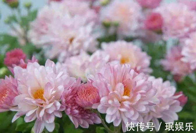 它是“菊花贵族”，花开会变色，高贵优雅，一个月开花爆盆！值