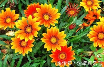 漂亮|喜欢养菊，那就养盆漂亮的菊花，这花亮丽动人，花开上百天