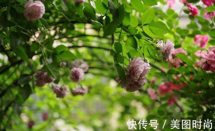 小院|荒废多年的80㎡小院,2年半时间打造成下沉式花园,太漂亮了!
