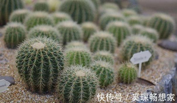 睡眠质量|卧室养花不了解这些,随意盆栽可能会引发失眠、没精神、一身病