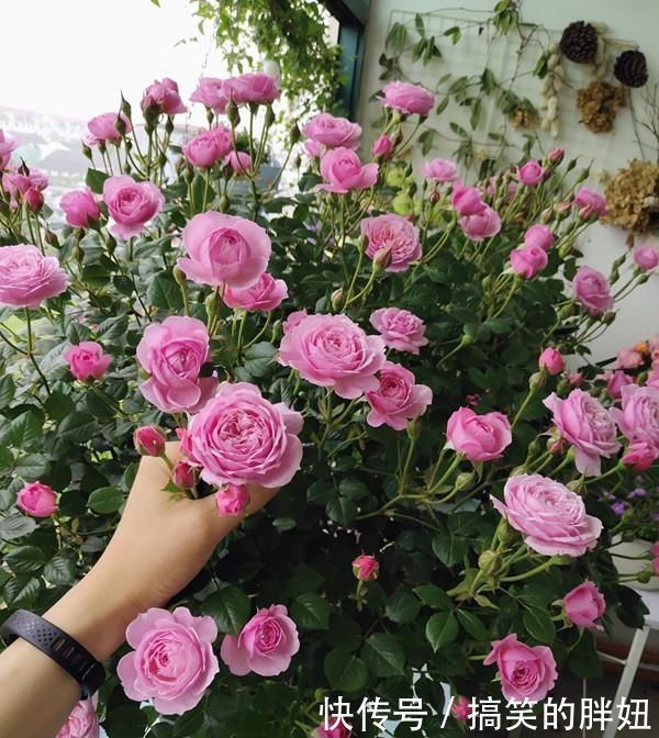 花期最长的盆栽花,全年都开花,漂亮又芳香,养护容易,值得栽培