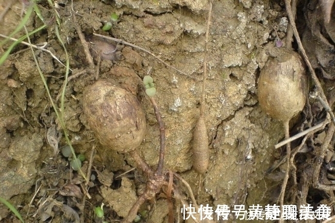 山地瓜|荒山中生长的这种植物,块根硬脆,容易折断,却有生肌敛疮的功效