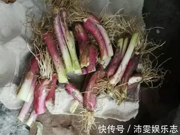 施肥|阳台种小葱，注意3点，叶子猛蹿，割了一茬又一茬，收获不断！