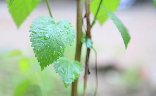 惊蛰将至，少食一味，多吃二果，预防三种疾病，年年健康少生病