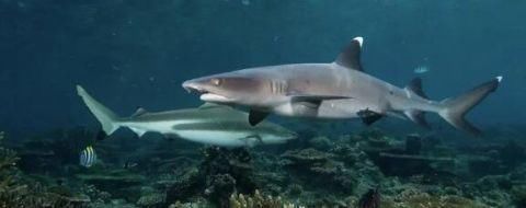 种鱼|宝宝吃鱼更聪明这7种鱼,一口都不能给宝宝吃