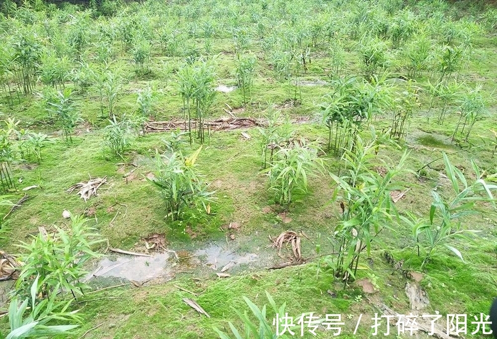 这种药草,很多人当花种,其根部十分珍贵,目前25元1斤