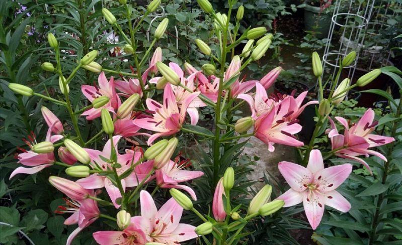 休眠|6种漂亮花，就怕下雨天，淋雨就发黄，雨天快搬屋里去