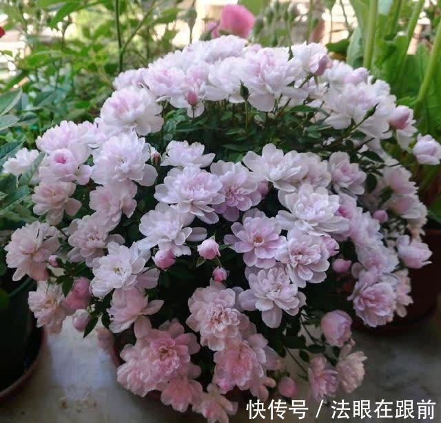 阳台上|1种“超微”月季,1个杯子养出来,植株虽小开花多,好养好看