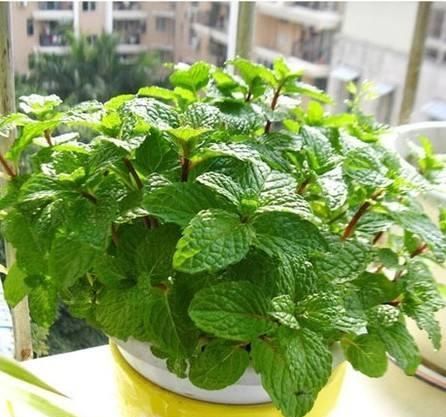 这“4种”花全身带香味，家里摆一盆，味道清新更舒心！