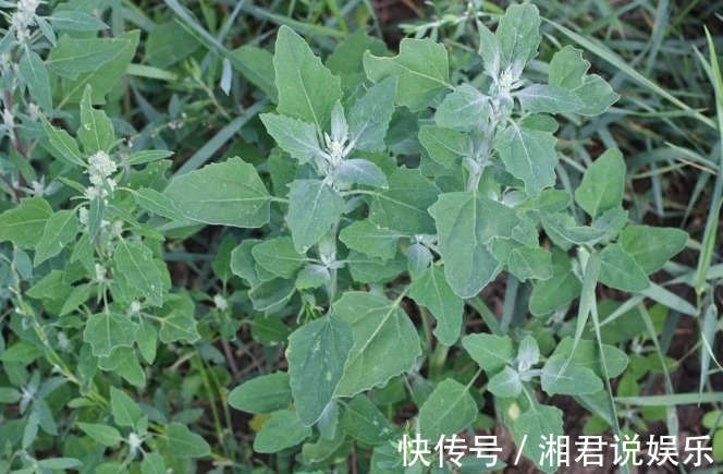 马齿苋|农村见到4种“野菜”,摘回家做菜吃,营养不输苹果香蕉