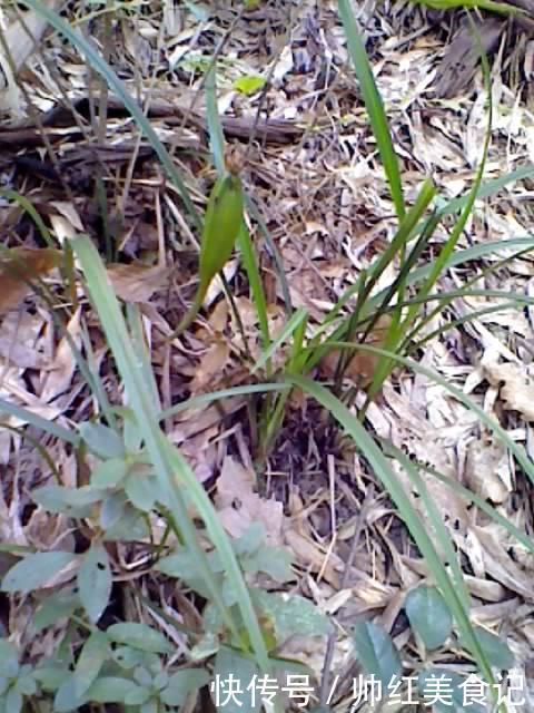 山上也能寻得“好兰花”,看准这5点,找到比花店还好的兰花!