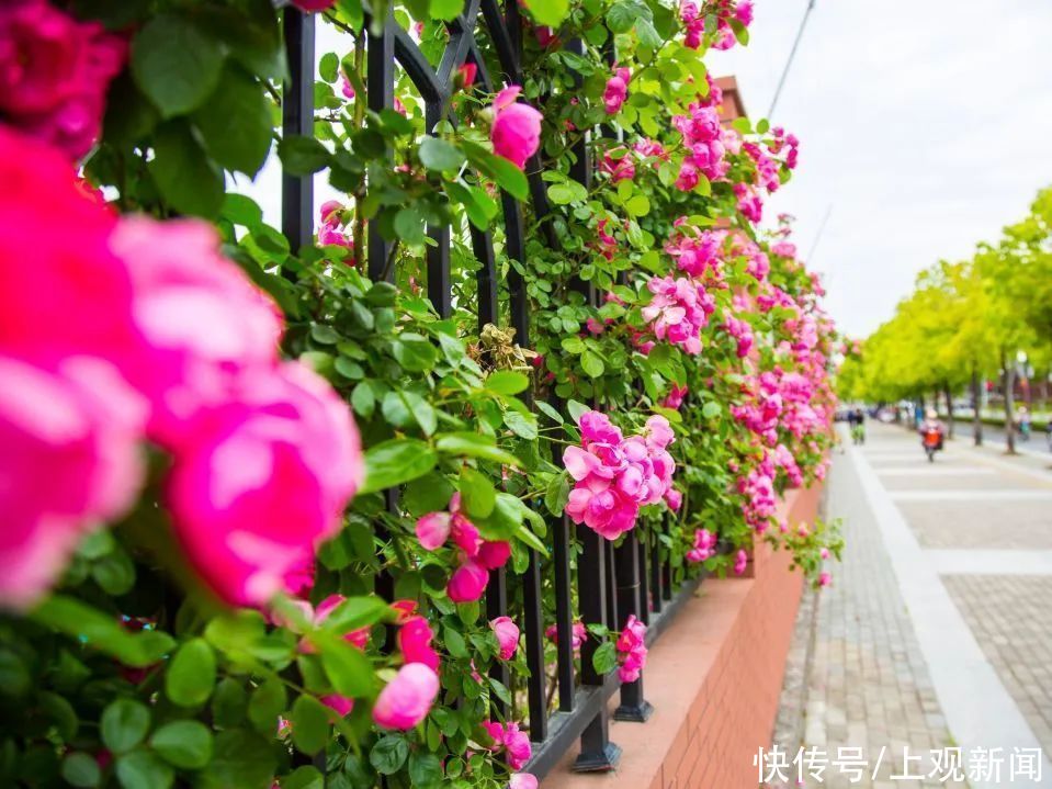 上师大|打卡！这里的繁花似锦，藏不住啦