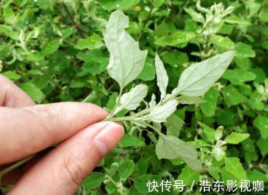 田地|田地里不被待见的野草，其实含钙量高，是上好野菜，城里一斤8元