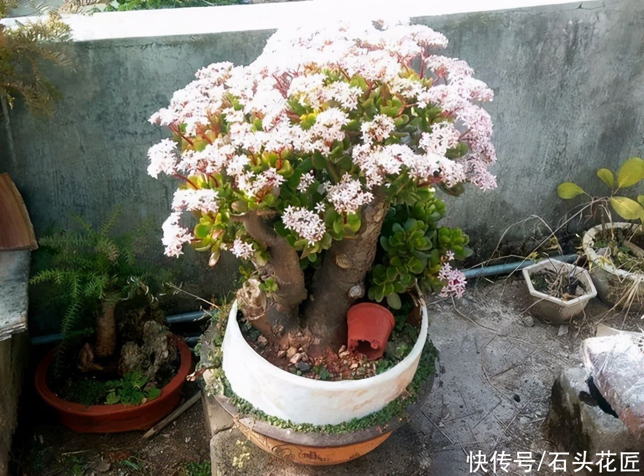  4种花很常见，很多人没见过它“开花”，看看这花漂亮吗？