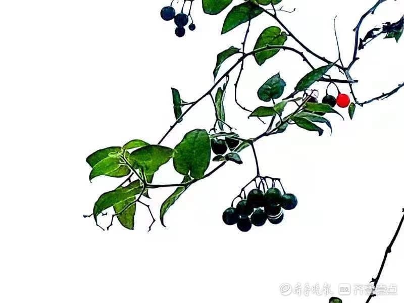 果实|白英成熟后果实宛若玛瑙,人见人爱