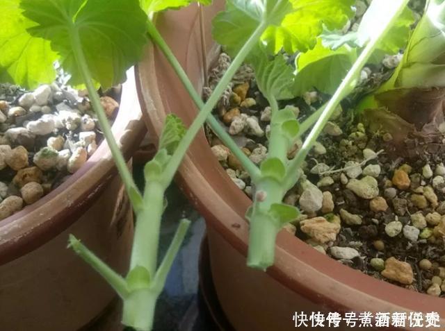 扦插最佳时期到了,有这花赶紧插,沾土就能活!