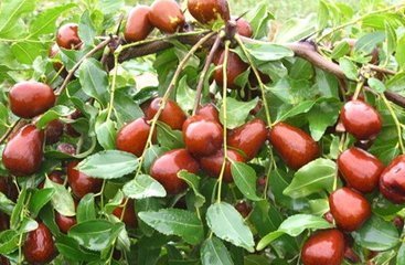 身体|每天吃五粒红枣对身体好,但是不能与它搭配一起吃,你还在吃吗