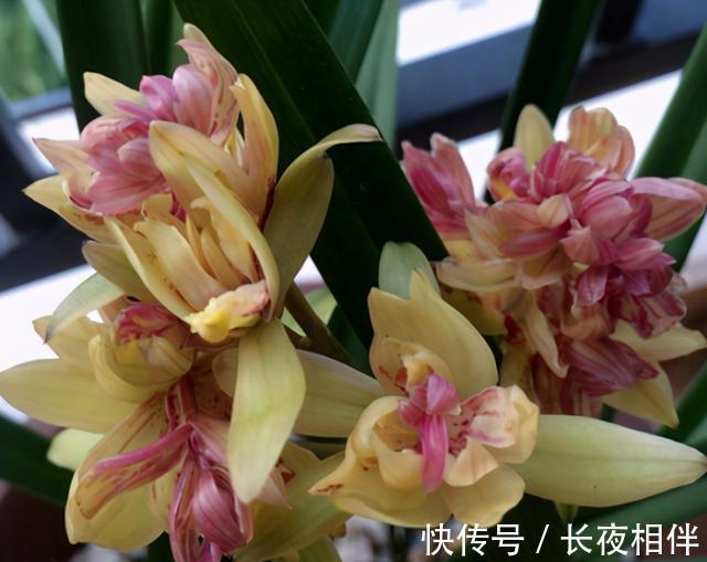 建议别错过的兰花之王，花朵够大开花够多，香味纯正，还特别好养