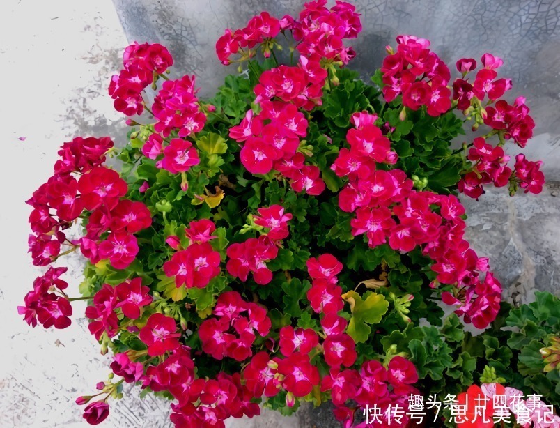 6种花，长高就“变丑”，株型低矮才“漂亮”，要舍得剪！