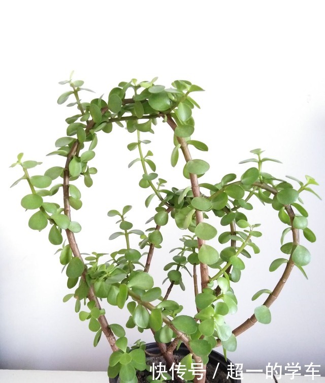 养了多年的雅乐之舞,竟然喷了药,花骗子套路果然很深!