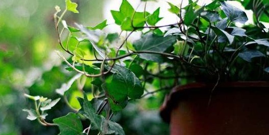 这些盆栽植物疯长爆盆很容易!分分钟长满阳台,扮靓你的生活