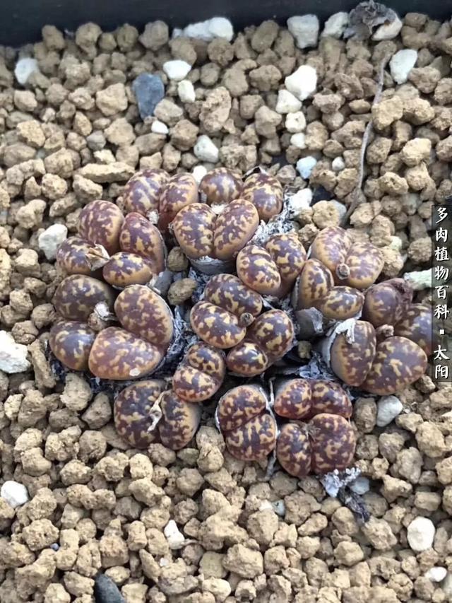 会开花的“石头”番杏科多肉植物“生石花”的养护心得!