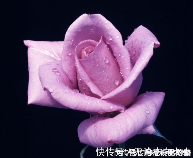 月季|20款紫色月季品种。浓香、抗病非常好养，天然紫色唯美盛开