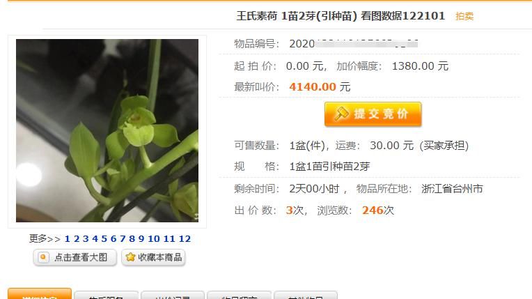  兰花|一株王氏素荷“引种苗”兰花，目前叫价“4140”，到底价值几何？