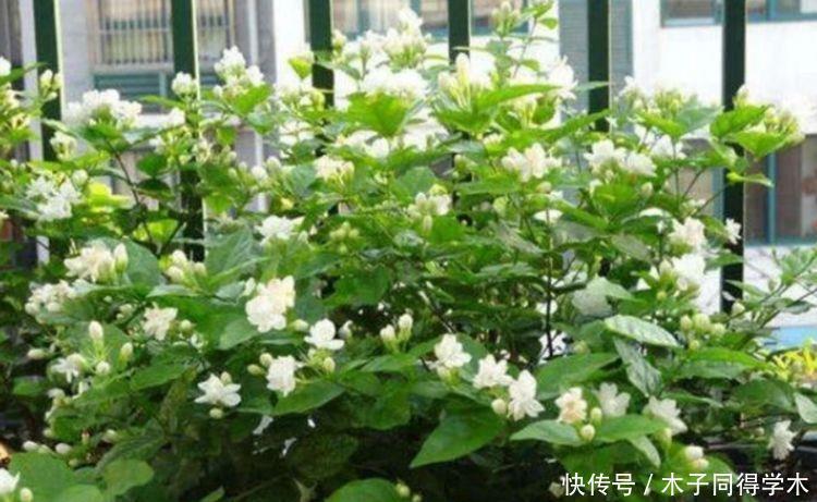 4种花便宜又好看,开花漂亮花期长,好养又漂亮