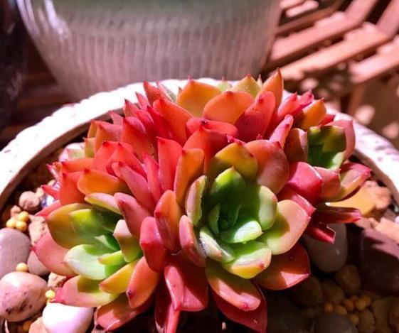 家庭盆栽多肉管理妙招抓住4个细节，叶片肥美、精神足