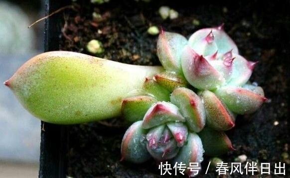 多肉植物|多肉吉娃娃叶片肥厚,叶尖红润似指尖,被誉为多肉里的杨贵妃