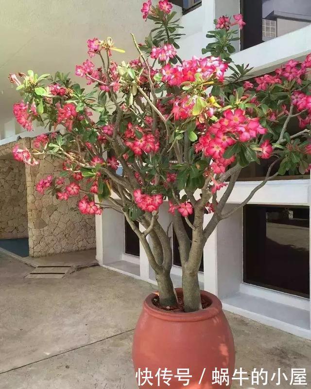 绣球|5种漂亮花,喜欢“穷养”,挤在破盆里,能养30年