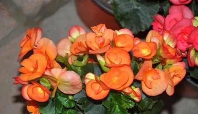 养花试试此几款,全年开花不停,花色鲜艳夺目,花朵美艳迷人